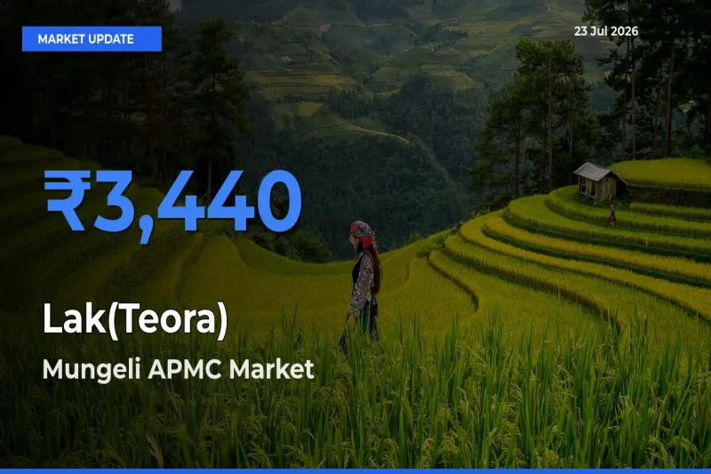 Mungeli APMC Leads as Top Mandi for Lak(Teora) Prices