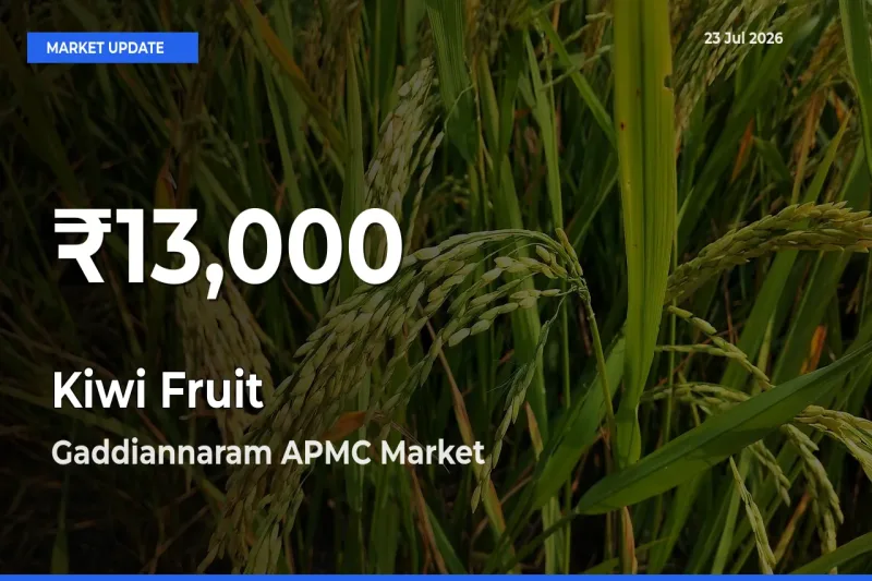 Farmers Concerned as Kiwi Fruit Hits 30-Day Low in Gaddiannaram APMC
