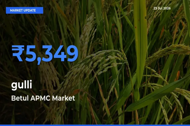 Farmers Prefer Betul APMC as gulli Hits Highest Rate