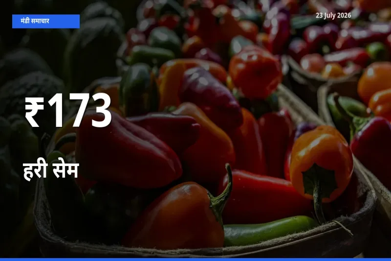 हरी सेम के दामों का असर कई मंडियों में, बाज़ार दिशा स्पष्ट
