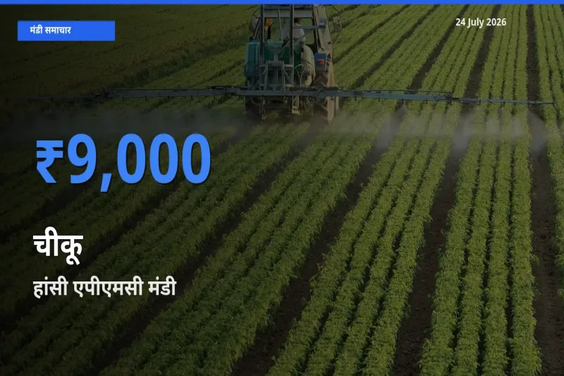 आज चीकू के सबसे ऊँचे दाम ₹9,000 हांसी एपीएमसी मंडी में