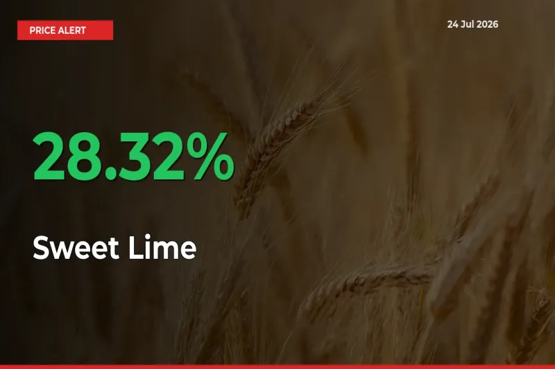 This Mandi Records 28.32% Jump in Sweet Lime Prices