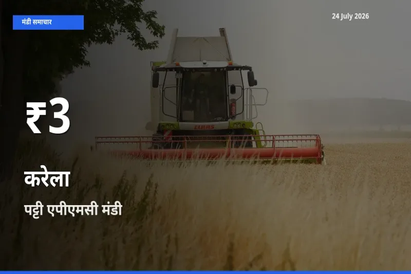 किसानों के लिए चिंता का विषय? करेला के दाम पट्टी एपीएमसी में 30 दिन के न्यूनतम स्तर पर