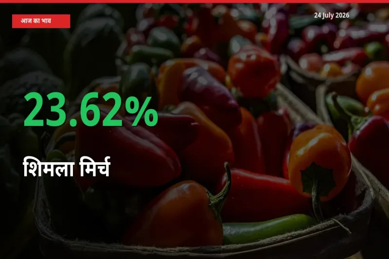 आज का मंडी भाव: शिमला मिर्च के दाम मंडी में 23.62% ऊपर