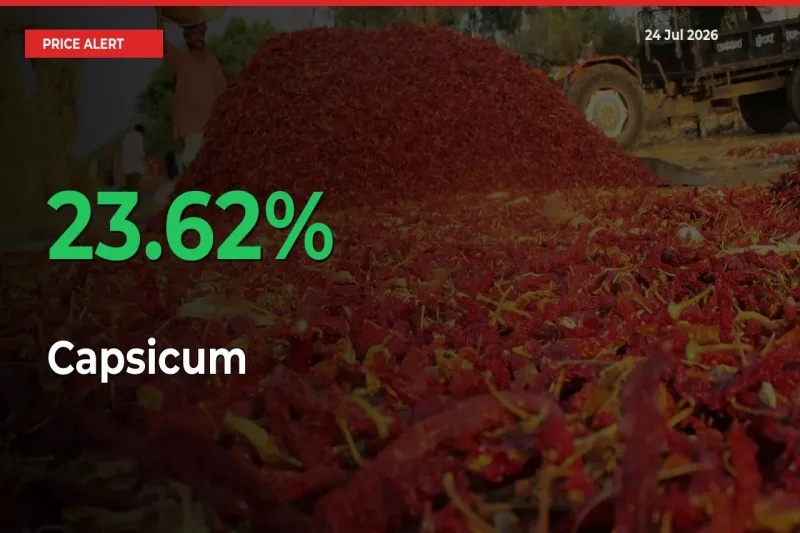 Sharp Jump! Capsicum Prices Climb 23.62% in 24 Hours at Key Mandis