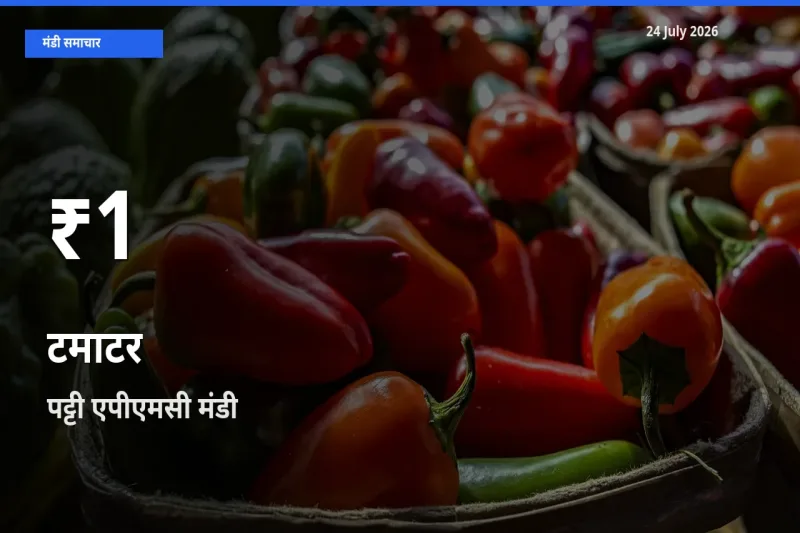 रिकॉर्ड गिरावट नहीं, लेकिन 30 दिन का न्यूनतम! पट्टी एपीएमसी में टमाटर के दाम फिसले
