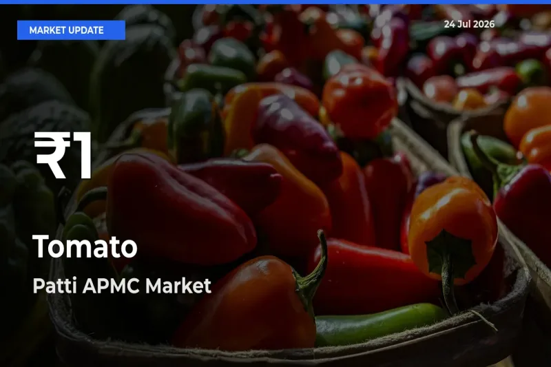 Tomato Prices Touch 30-Day Low in Patti APMC – July 24 Update