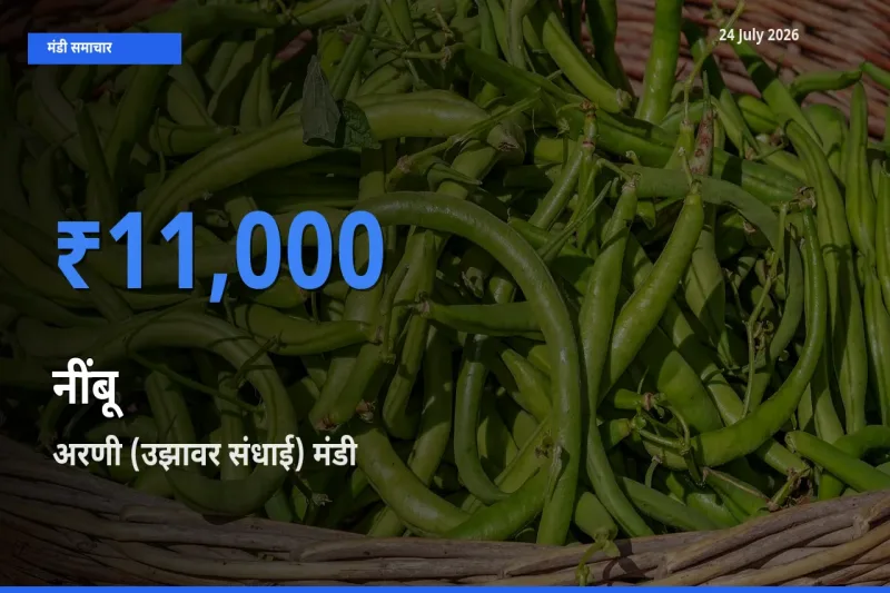 आज नींबू के सबसे ज़्यादा दाम अरणी (उझावर संधाई) मंडी में दर्ज