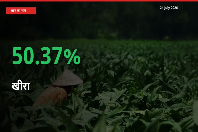 बाज़ार संकेत: खीरा के भाव मंडी में 50.37% ऊपर