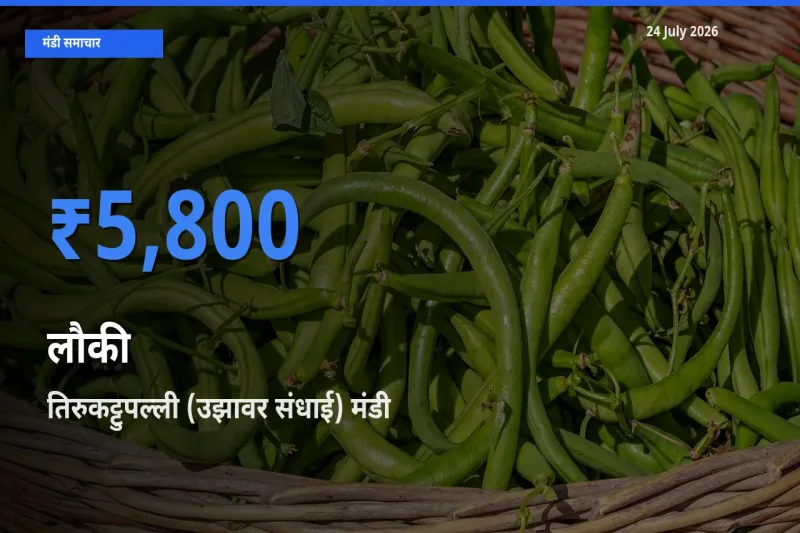तिरुकट्टुपल्ली (उझावर संधाई) में लौकी का आज सबसे ऊँचा भाव