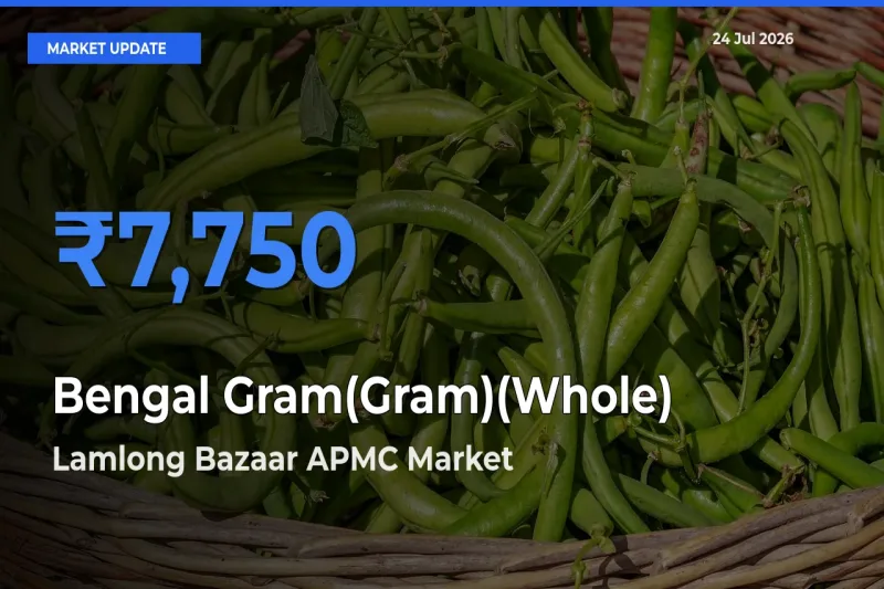 Market Watch: Lamlong Bazaar APMC Becomes Top Mandi for Bengal Gram(Gram)(Whole)