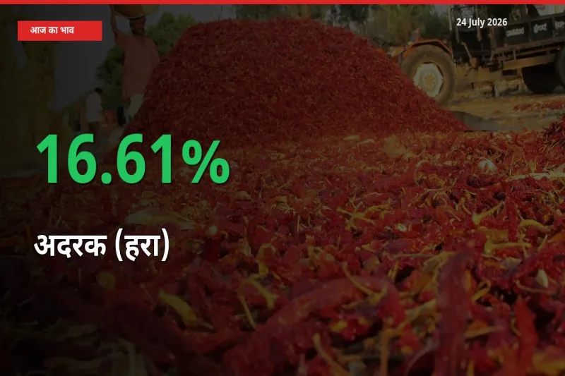 अदरक (हरा) 16.61% उछला, मंडी