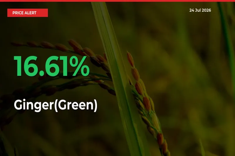 Sudden 16.61% Rally in Ginger(Green) Prices Across Mandis