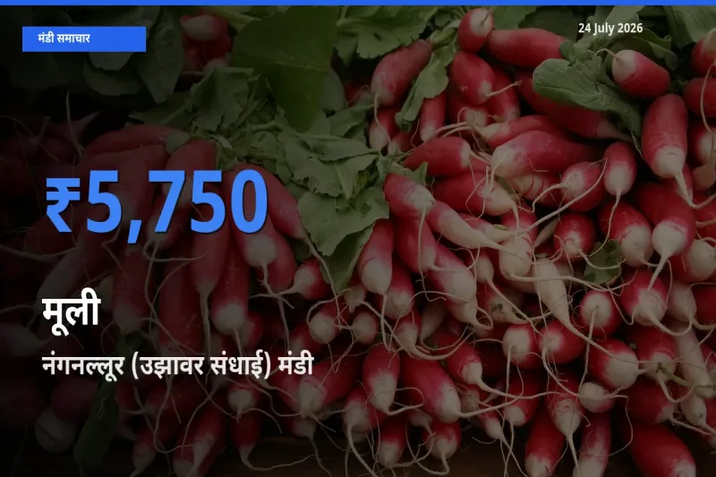 आज मूली के सबसे ज़्यादा दाम नंगनल्लूर (उझावर संधाई) मंडी में दर्ज
