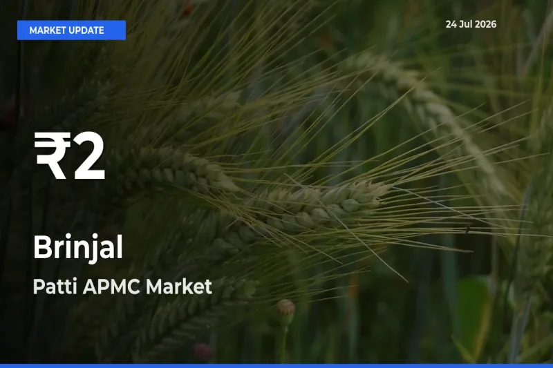Brinjal Mandi Rate Today: 30-Day Low Recorded in Patti APMC
