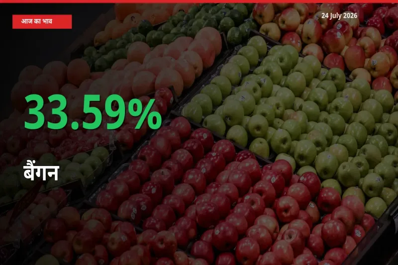 तेज़ तेजी! मंडी में बैंगन के दाम 33.59% चढ़े