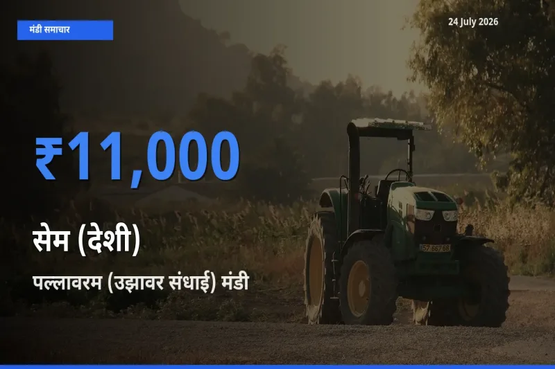 आज का मंडी भाव: सेम (देशी) के सबसे ज़्यादा दाम पल्लावरम (उझावर संधाई) में