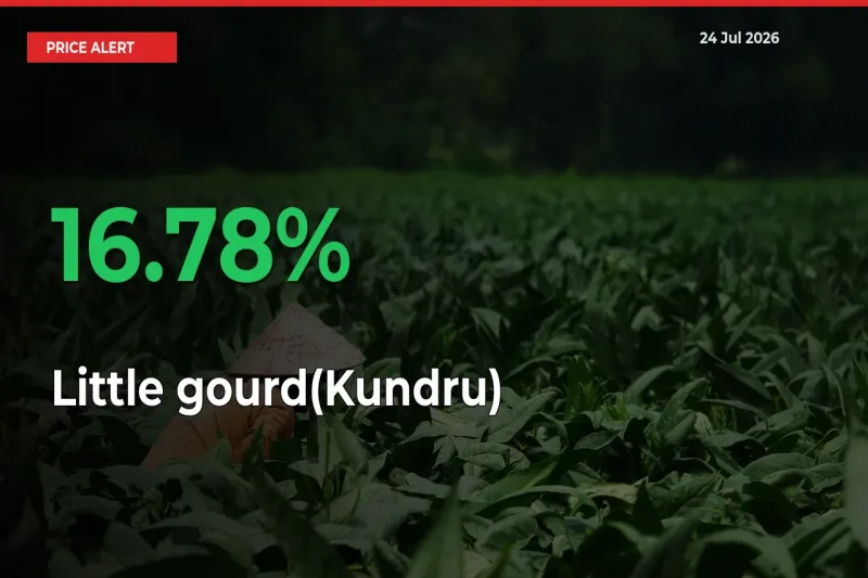 16.78% Spike in Little gourd(Kundru) Prices – Mandi Sees Sudden Rally