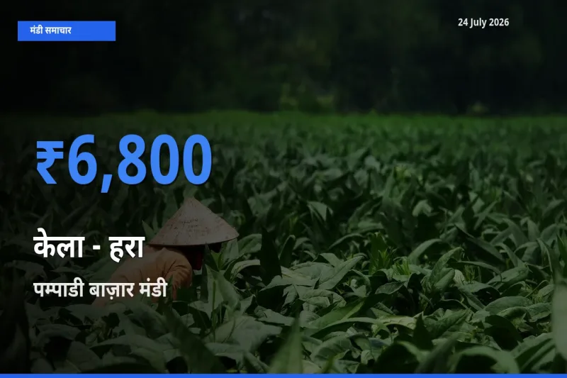 आज का मंडी भाव: केला - हरा के सबसे ज़्यादा दाम पम्पाडी बाज़ार में