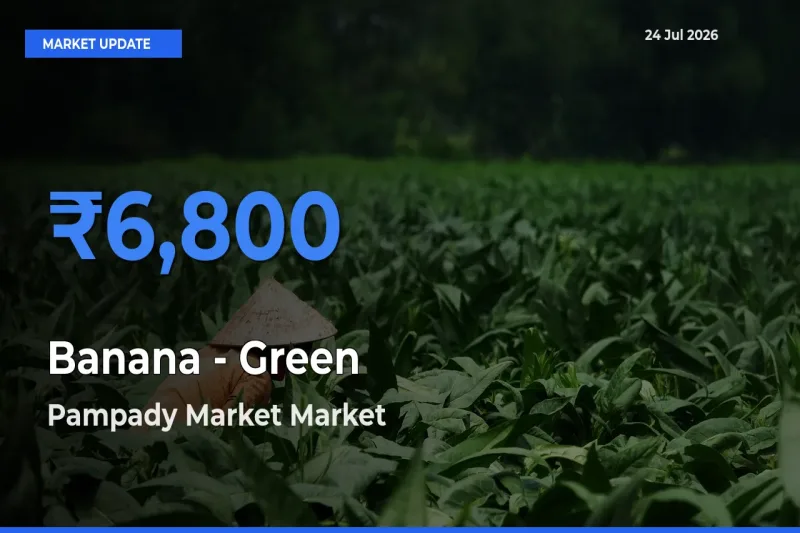 Pampady Market Leads as Top Mandi for Banana - Green Prices