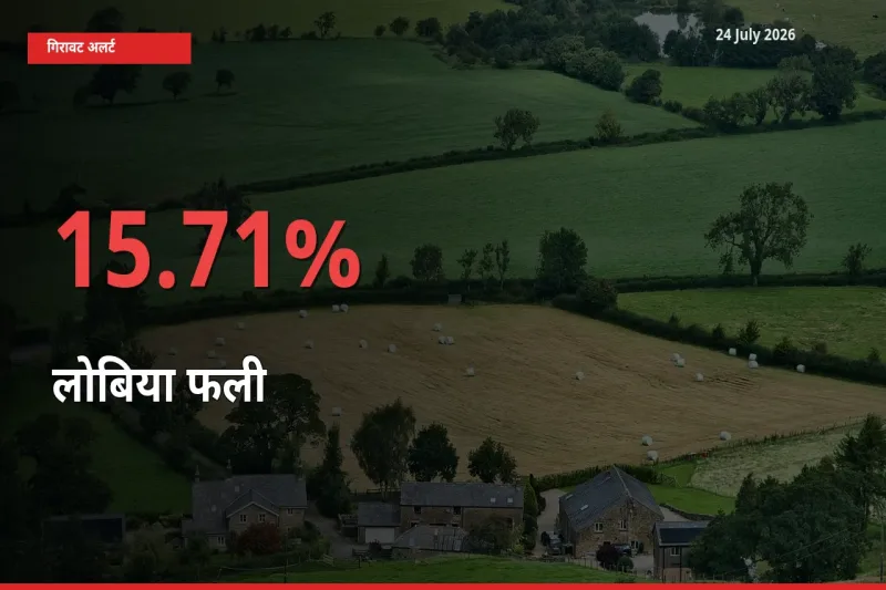 लोबिया फली के दाम प्रमुख मंडी में 15.71% गिरे, 24 घंटे में बड़ा बदलाव