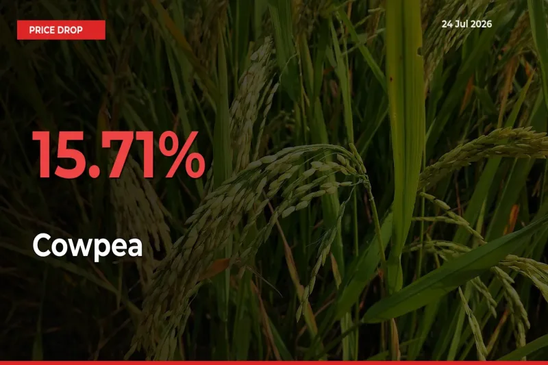Sharp Fall! Cowpea Prices Plunge 15.71% in a Day at Key Mandis