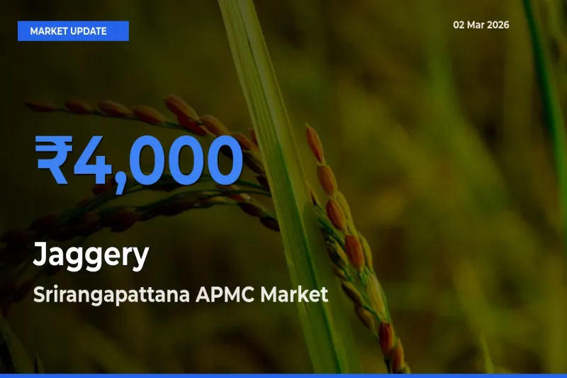 Srirangapattana APMC Tops Jaggery Mandi Rates Today
