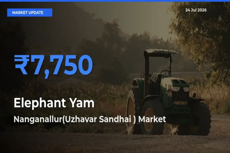 Nanganallur(Uzhavar Sandhai ) Records Highest ₹7,750 Rate for Elephant Yam