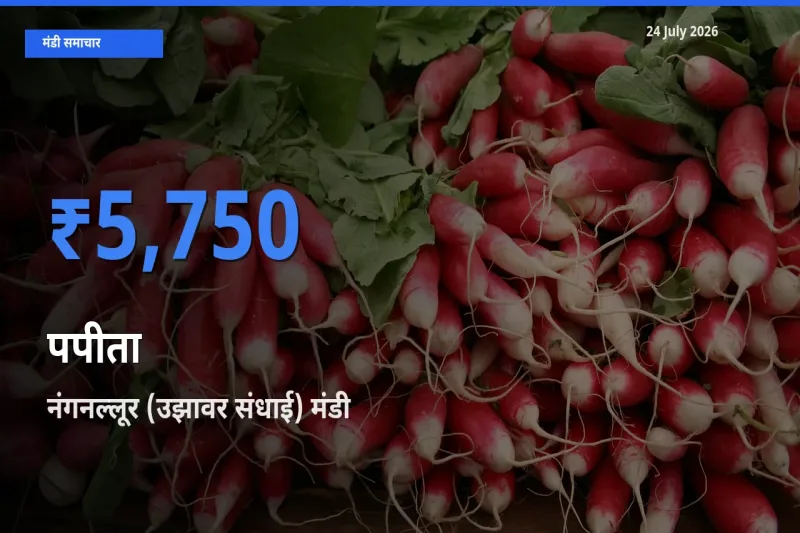 किसानों की पसंद बना नंगनल्लूर (उझावर संधाई), पपीता के सबसे अच्छे दाम