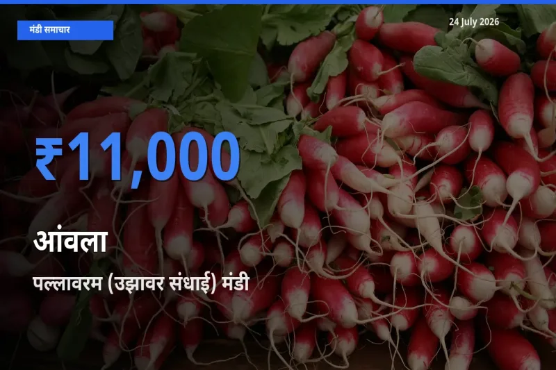 आज का मंडी भाव: आंवला के सबसे ज़्यादा दाम पल्लावरम (उझावर संधाई) में