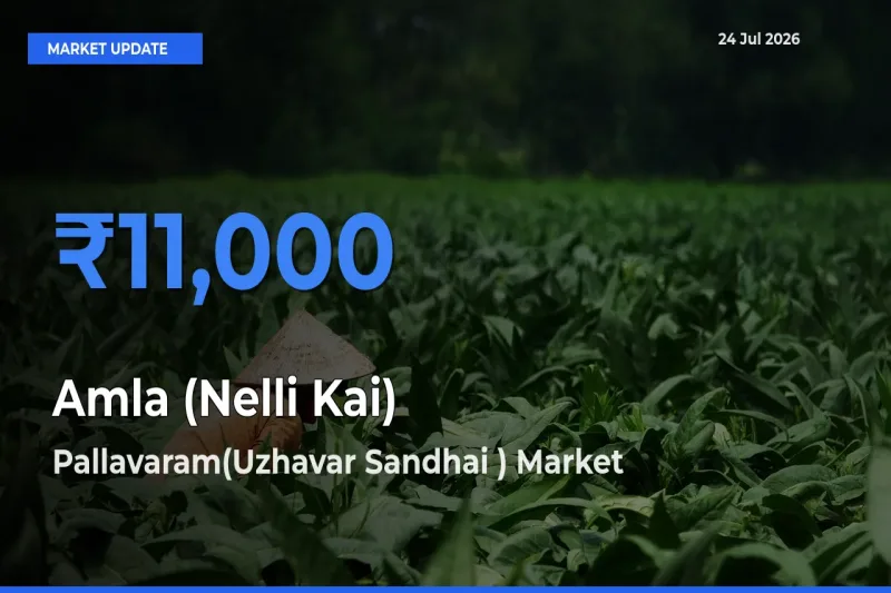Pallavaram(Uzhavar Sandhai ) Tops Amla (Nelli Kai) Mandi Rates Today