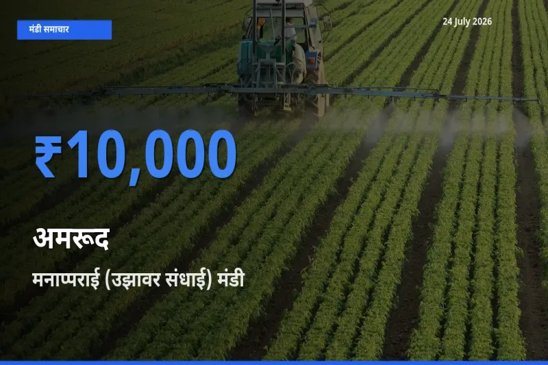 मनाप्पराई (उझावर संधाई) में अमरूद का आज सबसे ऊँचा भाव