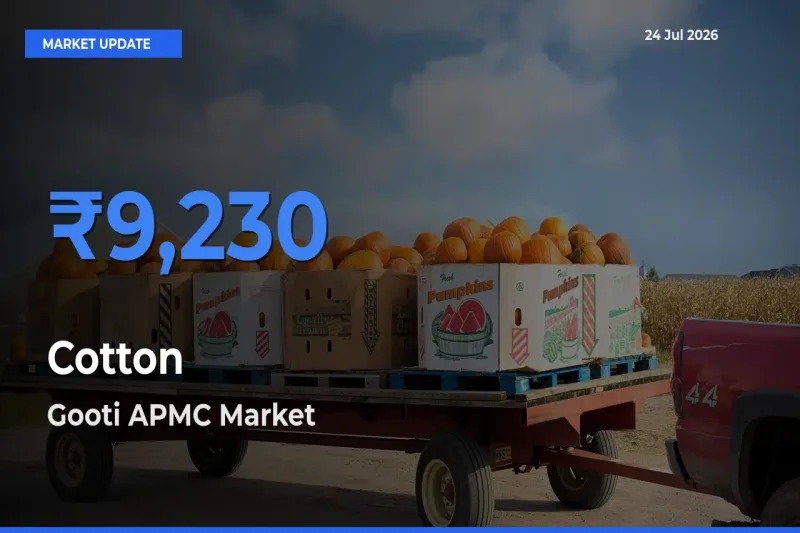 Cotton Mandi Rate Today: Gooti APMC Tops the List