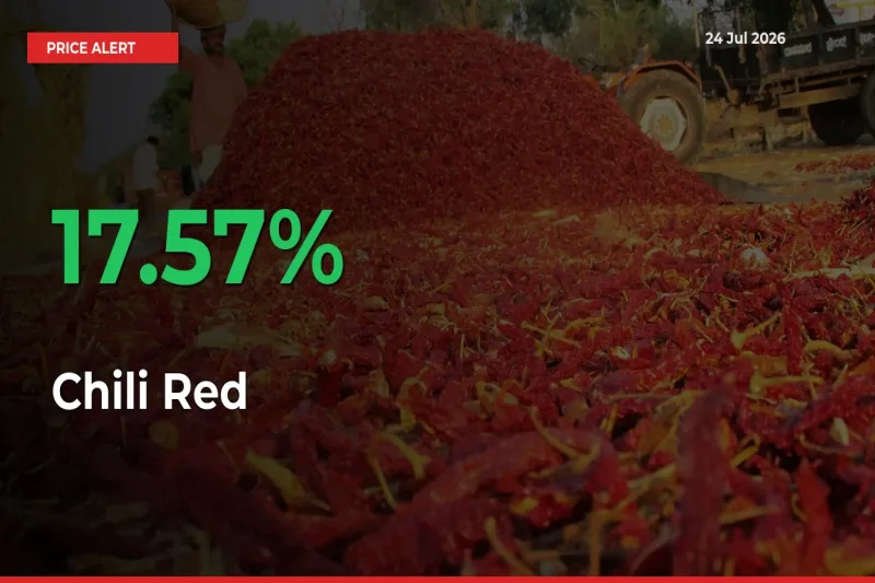 Big Rally! Chili Red Climbs 17.57% in 24 Hours at Top Mandis