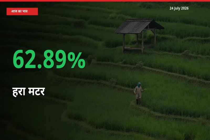 अचानक तेजी! मंडी में हरा मटर के दाम 62.89% चढ़े