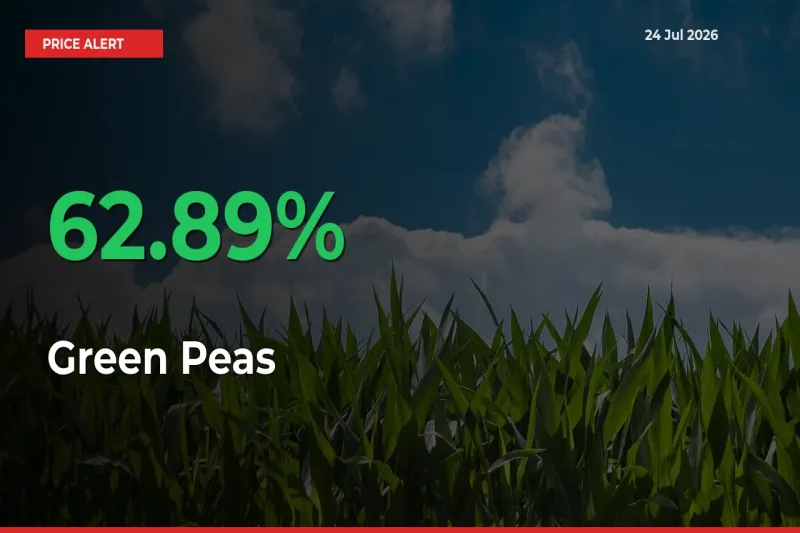 62.89% Spike in Green Peas Prices – Mandi Sees Sudden Rally