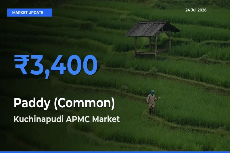 Kuchinapudi APMC Records Highest ₹3,400 Rate for Paddy (Common)