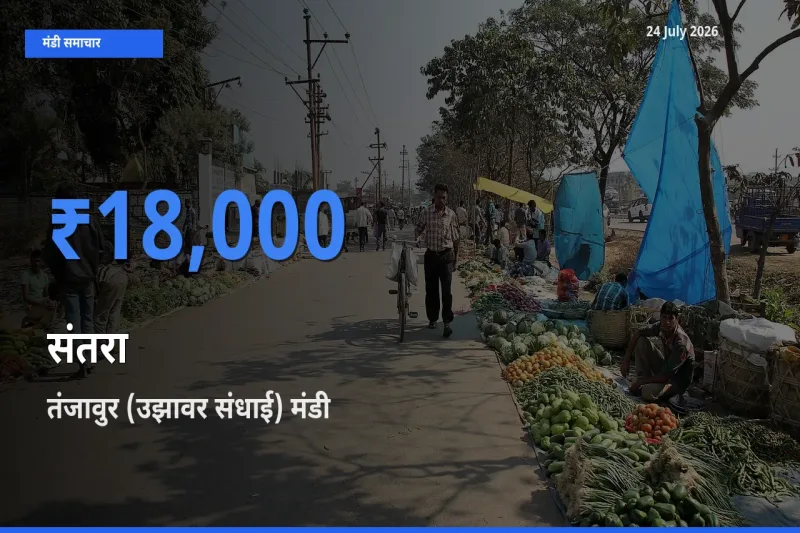 आज संतरा के सबसे ज़्यादा दाम तंजावुर (उझावर संधाई) मंडी में दर्ज