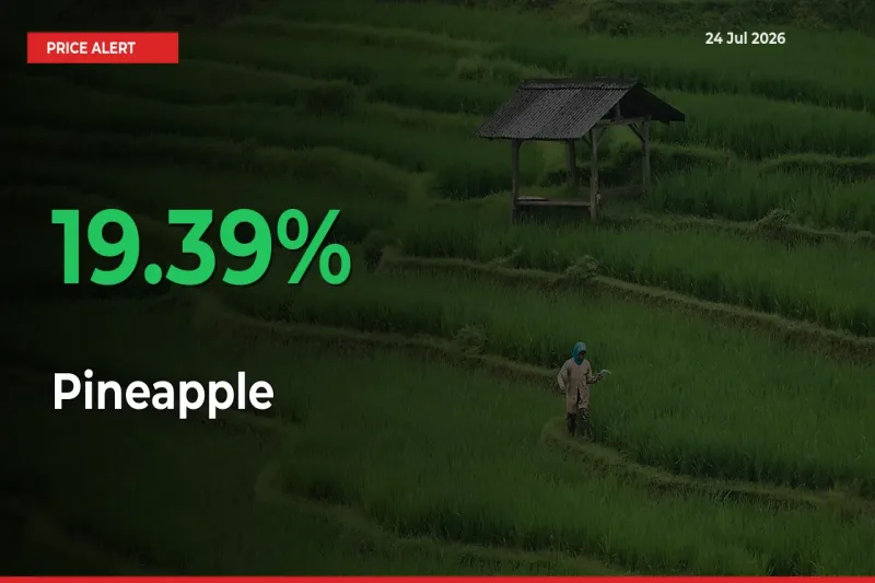 Farmers Cheer as Pineapple Prices Surge 19.39% in Local Mandis