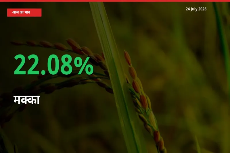 मक्का 22.08% उछला, मंडी