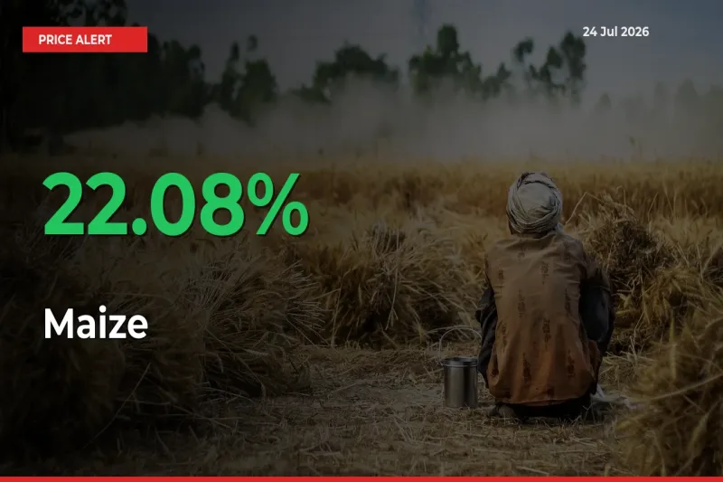 Maize Prices Rise 22.08% in a Day at Major Mandis
