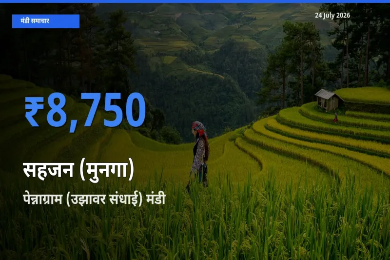 आज का मंडी भाव: सहजन (मुनगा) के सबसे ज़्यादा दाम पेन्नाग्राम (उझावर संधाई) में