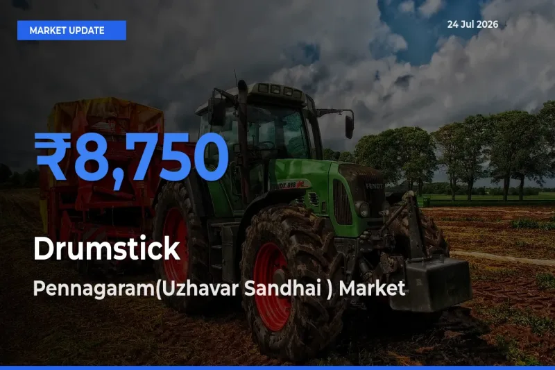 Pennagaram(Uzhavar Sandhai ) Records Highest ₹8,750 Rate for Drumstick