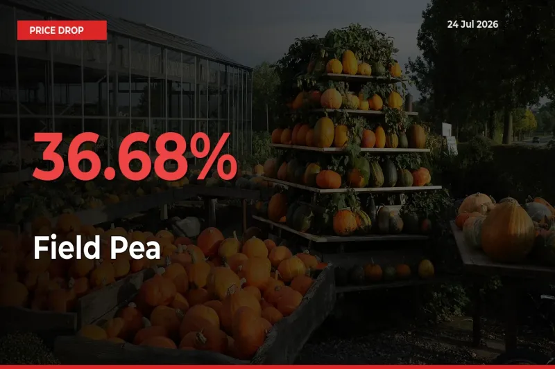 Field Pea Mandi Rate Today: Prices Fall 36.68% at Market