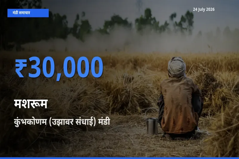 आज का मंडी भाव: मशरूम के सबसे ज़्यादा दाम कुंभकोणम (उझावर संधाई) में