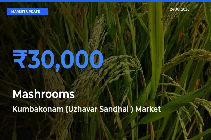 Kumbakonam (Uzhavar Sandhai ) Emerges as Top Mandi for Mashrooms Prices Today