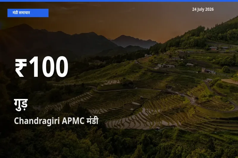 गुड़ के दाम 30 दिनों के सबसे निचले स्तर पर, Chandragiri APMC
