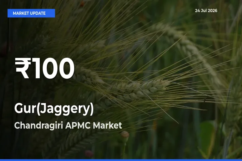 Why Gur(Jaggery) Prices Slumped in Chandragiri APMC – 30-Day Low Today