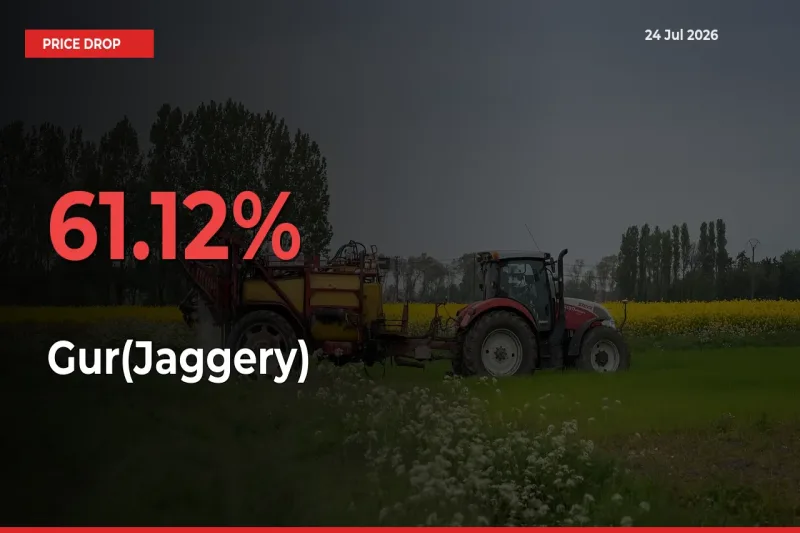 Sudden Shock! Gur(Jaggery) Drops 61.12% in 24 Hours at Top Mandis