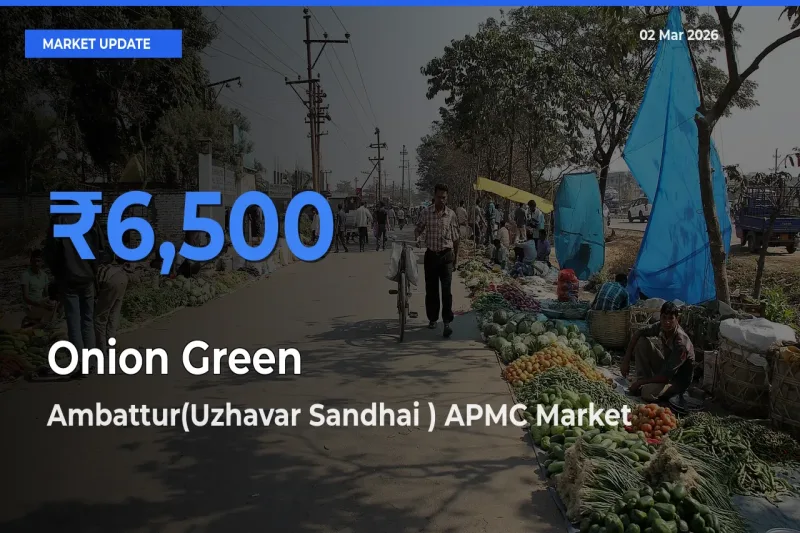Ambattur(Uzhavar Sandhai ) APMC Offers ₹6,500 – Highest Onion Green Rate Today